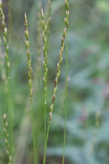 Elymus macrourus