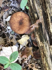 Armillaria ostoyae