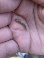 Alsophila pometaria