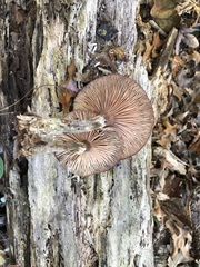 Armillaria ostoyae