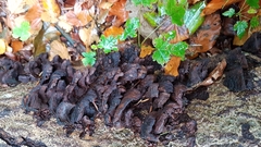 Kretzschmaria deusta