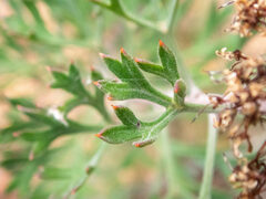 Isopogoninae