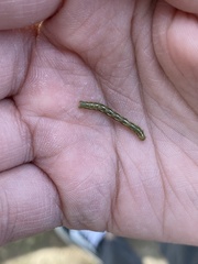 Alsophila pometaria