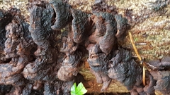 Kretzschmaria deusta