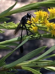 Ammophila procera