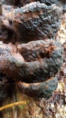 Kretzschmaria deusta