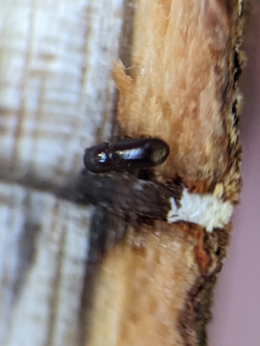Redbay ambrosia beetle