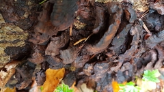 Kretzschmaria deusta