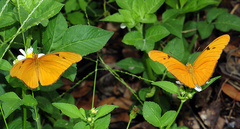 Dryas iulia
