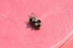 Bombus vancouverensis image