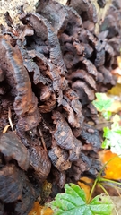 Kretzschmaria deusta