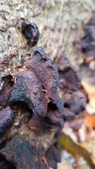 Kretzschmaria deusta