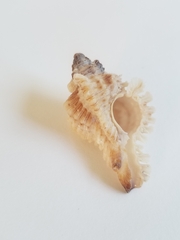 Chicoreus florifer