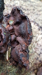 Kretzschmaria deusta