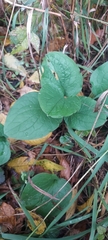 Smilax ecirrhata