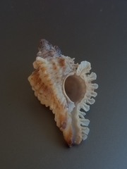 Chicoreus florifer