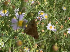 Panoquina ocola