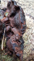 Kretzschmaria deusta