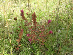 Melampyrum arvense