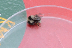 Bombus vancouverensis image