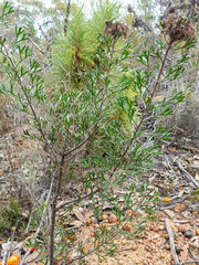 Isopogoninae