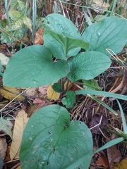 Smilax ecirrhata