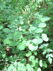Euphorbia angulata