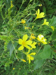 Linum flavum