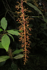 Palicourea acetosoides