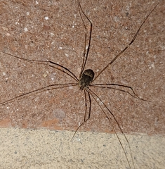 Nelima