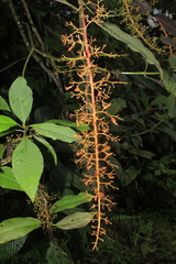 Palicourea acetosoides