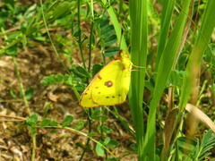 Colias