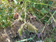 Desmanthus illinoensis