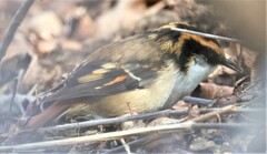 Aphrastura spinicauda