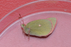 Colias behrii