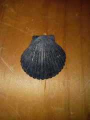 Argopecten irradians
