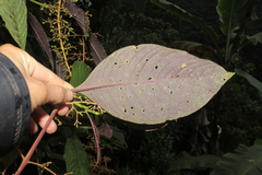 Palicourea acetosoides