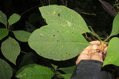 Palicourea acetosoides