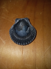 Argopecten irradians