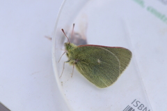 Colias behrii