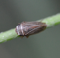 Aphrodes