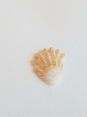 Plicatula gibbosa
