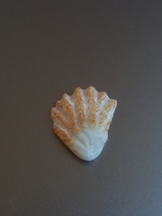 Plicatula gibbosa
