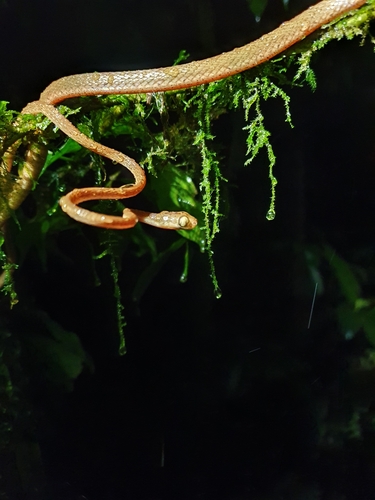 Amazon Basin Tree Snake