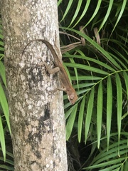 Anolis cristatellus