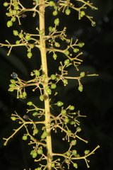 Palicourea acetosoides