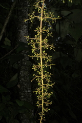 Palicourea acetosoides