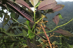 Palicourea acetosoides