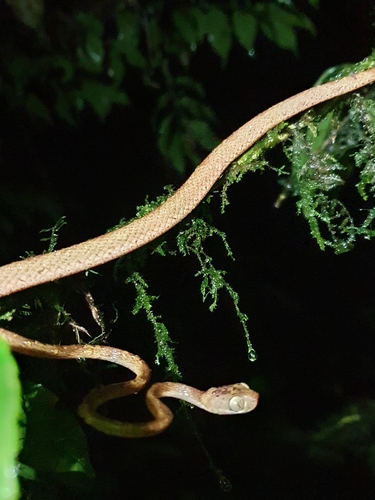 Amazon Basin Tree Snake