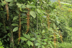 Palicourea acetosoides